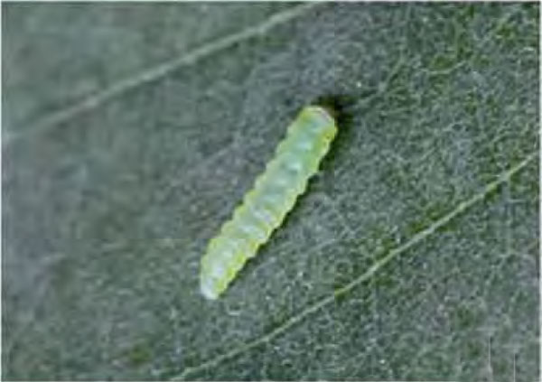 /filer/webapps/moths_gc/media/images/O/ostensackenella_Chrysaster_Larva-2_Liu-et-al_2015_946.jpg