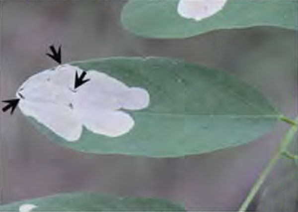 /filer/webapps/moths_gc/media/images/O/ostensackenella_Chrysaster_Mine_Liu-et-al_2015_946.jpg