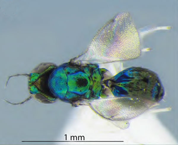 /filer/webapps/moths_gc/media/images/O/ostensackenella_Chrysaster_P1_Kirichenko-etal_2024_574.jpg