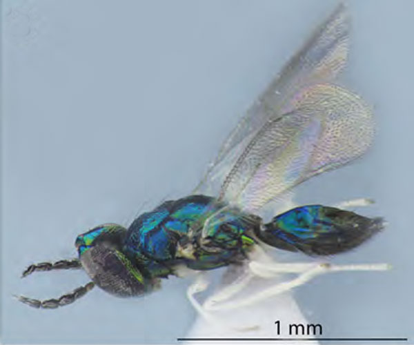 /filer/webapps/moths_gc/media/images/O/ostensackenella_Chrysaster_P2_Kirichenko-etal_2024_574.jpg