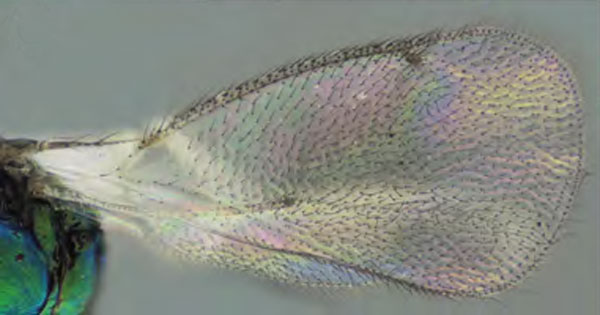 /filer/webapps/moths_gc/media/images/O/ostensackenella_Chrysaster_P3_Kirichenko-etal_2024_574.jpg