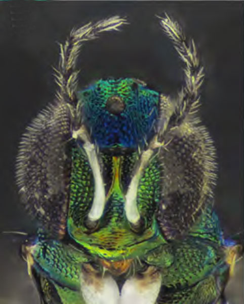 /filer/webapps/moths_gc/media/images/O/ostensackenella_Chrysaster_P5_Kirichenko-etal_2024_574.jpg