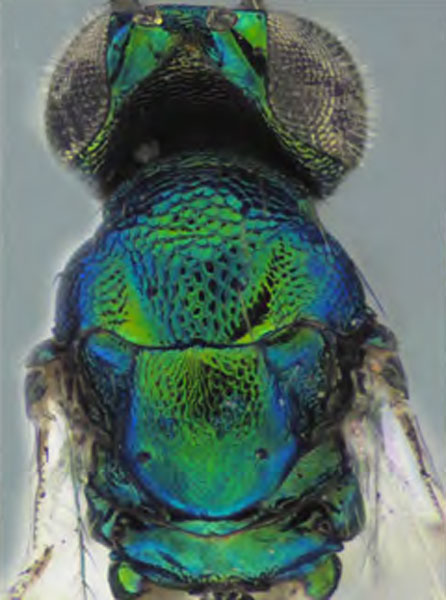 /filer/webapps/moths_gc/media/images/O/ostensackenella_Chrysaster_P6_Kirichenko-etal_2024_574.jpg