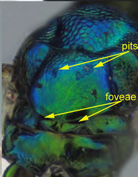 /filer/webapps/moths_gc/media/images/O/ostensackenella_Chrysaster_P7_Kirichenko-etal_2024_574.jpg