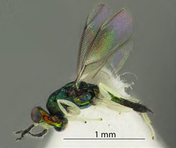 /filer/webapps/moths_gc/media/images/O/ostensackenella_Chrysaster_PM1_Kirichenko-etal_2024_575.jpg