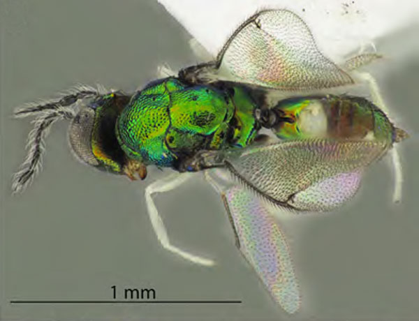 /filer/webapps/moths_gc/media/images/O/ostensackenella_Chrysaster_PM2_Kirichenko-etal_2024_575.jpg