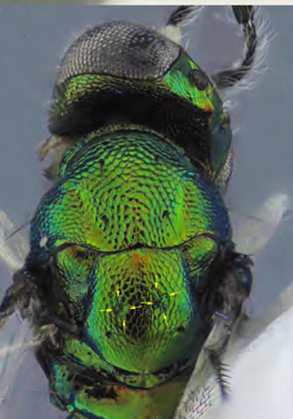 /filer/webapps/moths_gc/media/images/O/ostensackenella_Chrysaster_PM3_Kirichenko-etal_2024_575.jpg