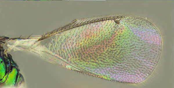 /filer/webapps/moths_gc/media/images/O/ostensackenella_Chrysaster_PM5_Kirichenko-etal_2024_575.jpg