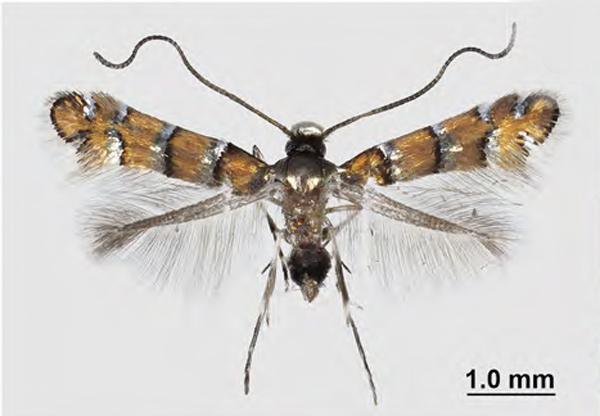 /filer/webapps/moths_gc/media/images/O/ostensackenella_Chrysaster_Sawada-Sakurai_2022_107.jpg
