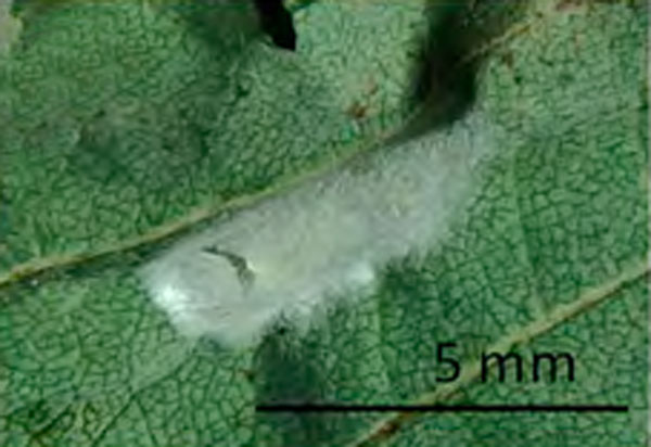 /filer/webapps/moths_gc/media/images/O/ostensackenella_Chrysaster_cocoon_Kirichenko-etal_2023_642.jpg