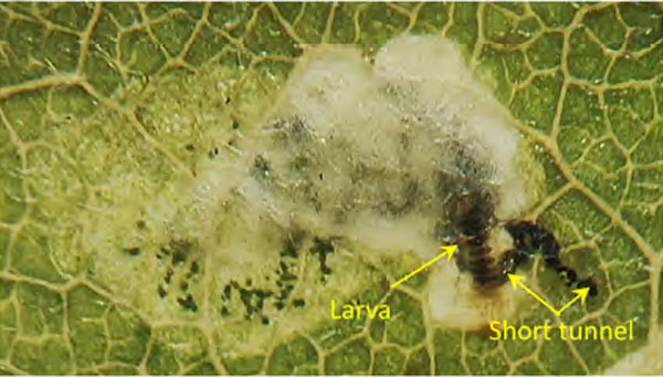 /filer/webapps/moths_gc/media/images/O/ostensackenella_Chrysaster_larva1_Kirichenko-etal_2024_566.jpg