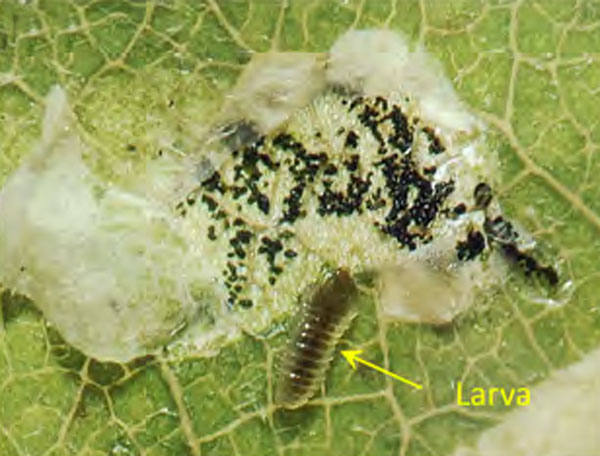 /filer/webapps/moths_gc/media/images/O/ostensackenella_Chrysaster_larva2_Kirichenko-etal_2024_566.jpg