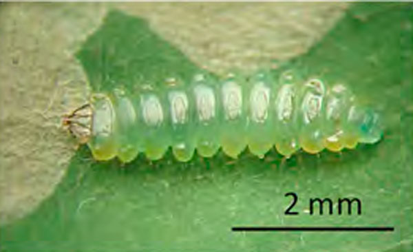 /filer/webapps/moths_gc/media/images/O/ostensackenella_Chrysaster_larva_Kirichenko-etal_2023_642.jpg
