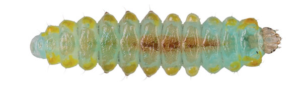 /filer/webapps/moths_gc/media/images/O/ostensackenella_Chrysaster_larva_Schacht-etal_2026_81.jpg