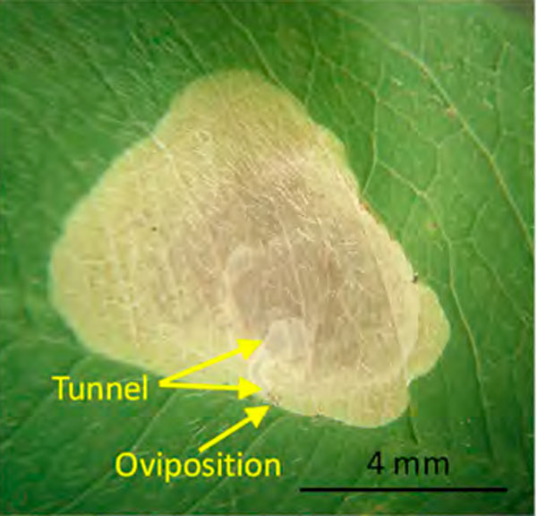 /filer/webapps/moths_gc/media/images/O/ostensackenella_Chrysaster_mine1_Kirichenko-etal_2023_642.jpg