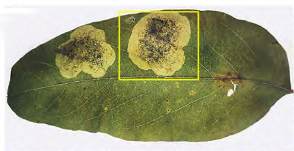 /filer/webapps/moths_gc/media/images/O/ostensackenella_Chrysaster_mine1_Kirichenko-etal_2024_566.jpg