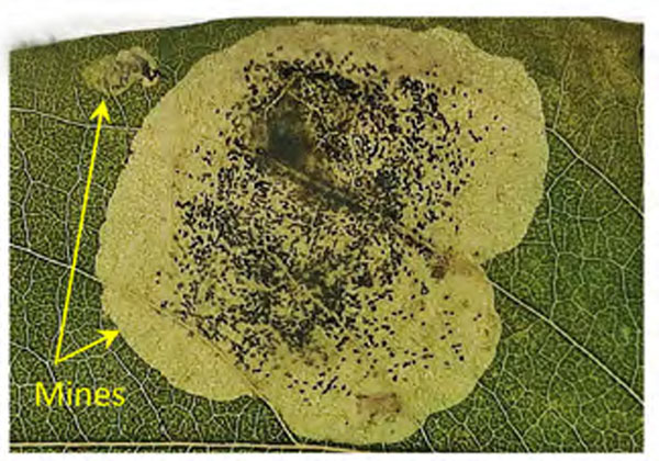 /filer/webapps/moths_gc/media/images/O/ostensackenella_Chrysaster_mine2_Kirichenko-etal_2024_566.jpg