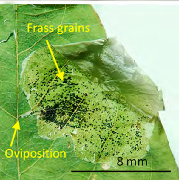 /filer/webapps/moths_gc/media/images/O/ostensackenella_Chrysaster_mine5_Kirichenko-etal_2023_642.jpg