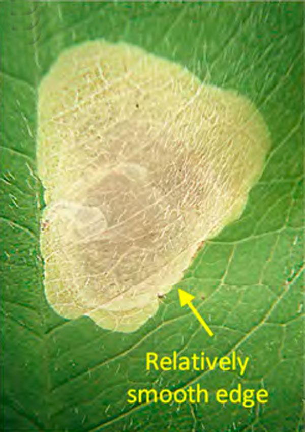 /filer/webapps/moths_gc/media/images/O/ostensackenella_Chrysaster_mine6_Kirichenko-etal_2023_642.jpg