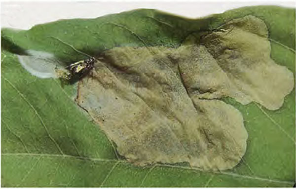 /filer/webapps/moths_gc/media/images/O/ostensackenella_Chrysaster_mine_Kirichenko-etal_2024_567.jpg