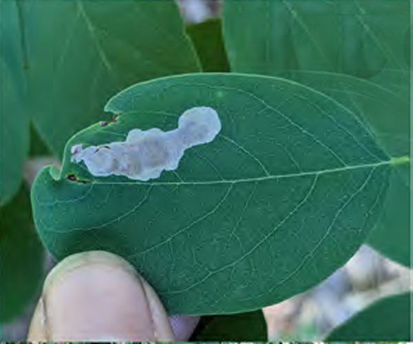 /filer/webapps/moths_gc/media/images/O/ostensackenella_Chrysaster_mine_Sawada-Sakurai_2022_107.jpg