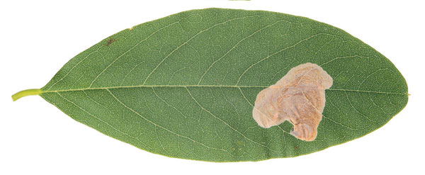/filer/webapps/moths_gc/media/images/O/ostensackenella_Chrysaster_mine_Schacht-etal_2026_82.jpg