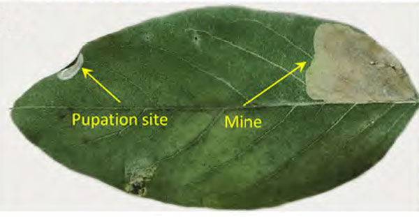 /filer/webapps/moths_gc/media/images/O/ostensackenella_Chrysaster_pupa1_Kirichenko-etal_2024_566.jpg