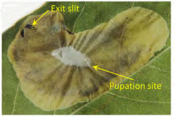 /filer/webapps/moths_gc/media/images/O/ostensackenella_Chrysaster_pupa2_Kirichenko-etal_2024_566.jpg