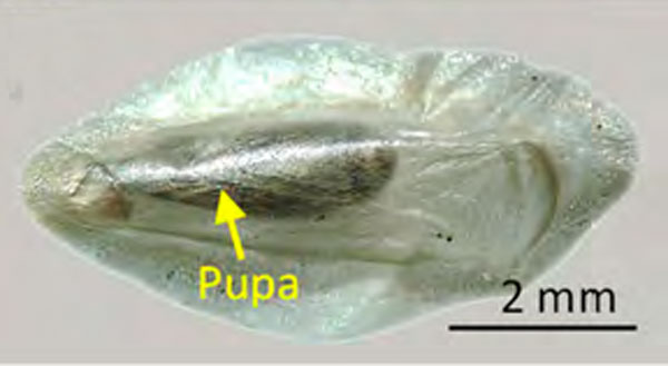 /filer/webapps/moths_gc/media/images/O/ostensackenella_Chrysaster_pupa_Kirichenko-etal_2023_642.jpg