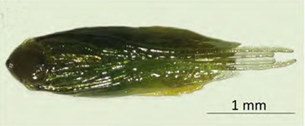 /filer/webapps/moths_gc/media/images/O/ostensackenella_Chrysaster_pupa_Kirichenko-etal_2024_567.jpg
