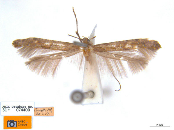 /filer/webapps/moths_gc/media/images/O/ostracodes_Caloptilia_ST1_ANIC.jpg