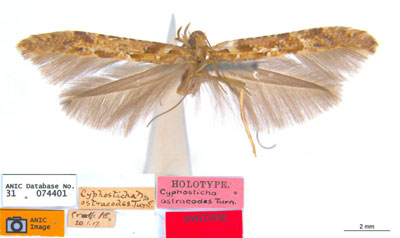 /filer/webapps/moths_gc/media/images/O/ostracodes_Caloptilia_ST2_ANIC.jpg