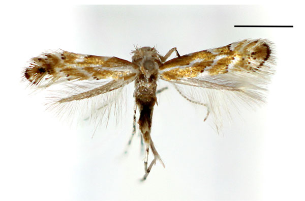 /filer/webapps/moths_gc/media/images/O/ostryae_Phyllonorycter_A_Kim-etal_2024_400.jpg