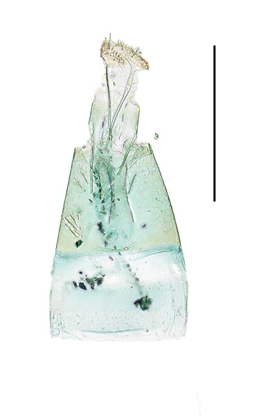 /filer/webapps/moths_gc/media/images/O/ostryae_Phyllonorycter_GF_Kim-etal_2024_407.jpg