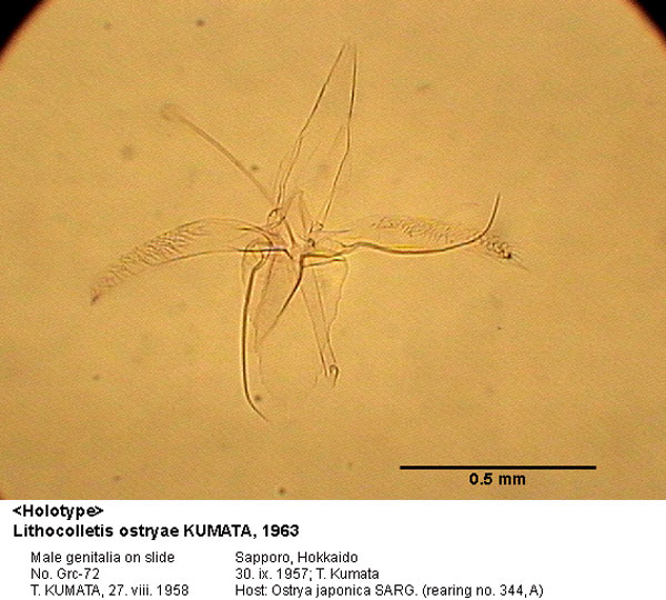 /filer/webapps/moths_gc/media/images/O/ostryae_Phyllonorycter_GM_HT_72_EIHU.jpg