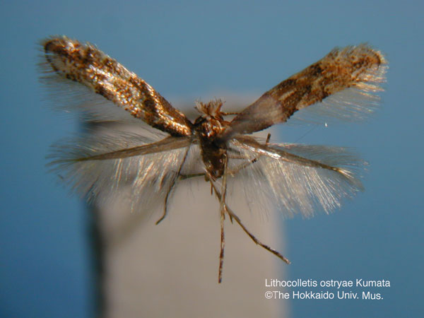 /filer/webapps/moths_gc/media/images/O/ostryae_Phyllonorycter_HT_EIHU.jpg