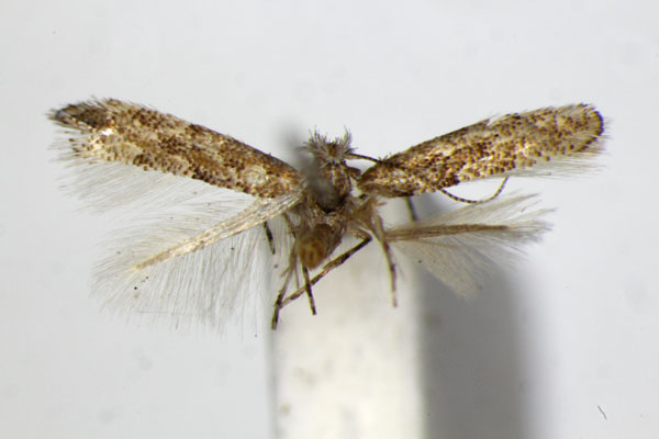 /filer/webapps/moths_gc/media/images/O/ostryae_Phyllonorycter_PT_ZSM.jpg