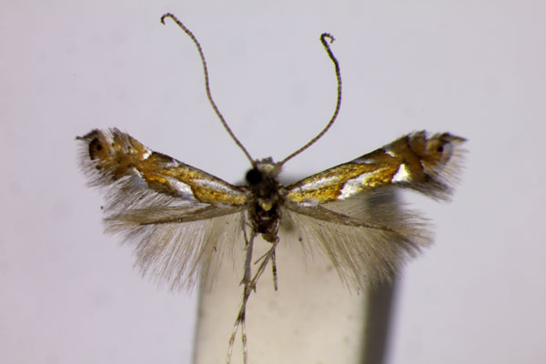 /filer/webapps/moths_gc/media/images/O/ostryaefoliella_Phyllonorycter_A_BMNH.jpg