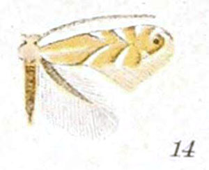 /filer/webapps/moths_gc/media/images/O/ostryaefoliella_Phyllonorycter_A_Braun_21-14.jpg