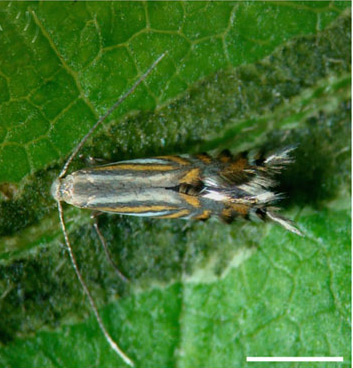 /filer/webapps/moths_gc/media/images/O/ourea_Phyllocnistis_PT_Brito_etal_2019_32_2.jpg