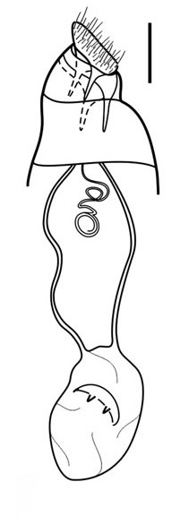 /filer/webapps/moths_gc/media/images/O/ourea_Phyllocnistis_PT_GF_Brito_etal_2019_33.jpg