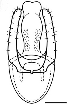 /filer/webapps/moths_gc/media/images/O/ourea_Phyllocnistis_PT_GM_Brito_etal_2019_33.jpg