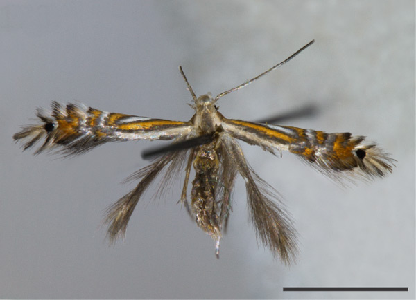 /filer/webapps/moths_gc/media/images/O/ourea_Phyllocnistis_PT_LMCI.jpg