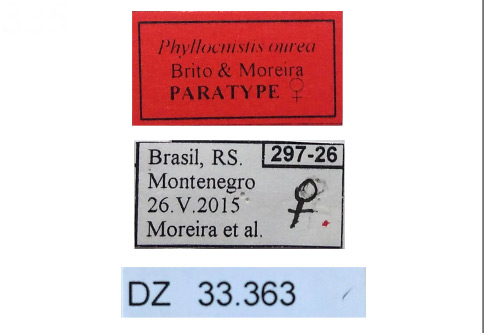 /filer/webapps/moths_gc/media/images/O/ourea_Phyllocnistis_PT_LMCI_Labels.jpg