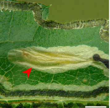 /filer/webapps/moths_gc/media/images/O/ourea_Phyllocnistis_cocoon2_Brito_etal_2019_38.jpg