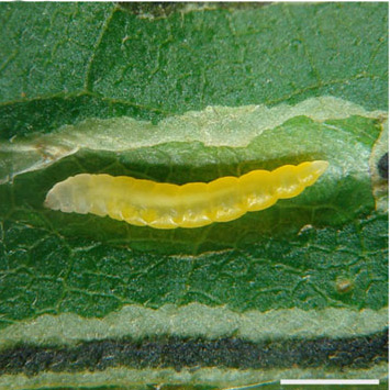 /filer/webapps/moths_gc/media/images/O/ourea_Phyllocnistis_larva2_Brito_etal_2019_38.jpg