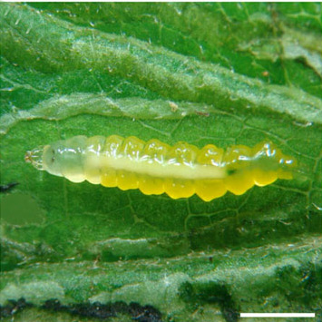 /filer/webapps/moths_gc/media/images/O/ourea_Phyllocnistis_larva_Brito_etal_2019_38.jpg
