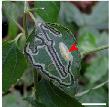 /filer/webapps/moths_gc/media/images/O/ourea_Phyllocnistis_mine_Brito_etal_2019_38.jpg