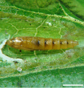 /filer/webapps/moths_gc/media/images/O/ourea_Phyllocnistis_pupa2_Brito_etal_2019_38.jpg