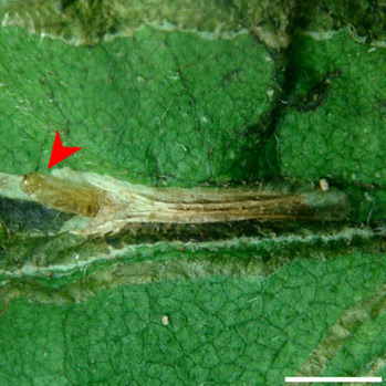 /filer/webapps/moths_gc/media/images/O/ourea_Phyllocnistis_pupa3_Brito_etal_2019_38.jpg